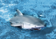 RC člun 2v1 plovoucí žralok 1:18 2.4GHz